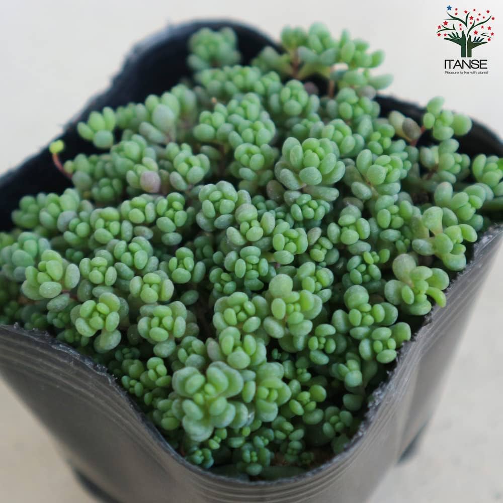 ①くすみカラーダシフィルム❤①現品2個セット 即購入OK ポットごと発送 ①くすみカラーダシフィルム❤①現品2個セット 即購入OK ポット